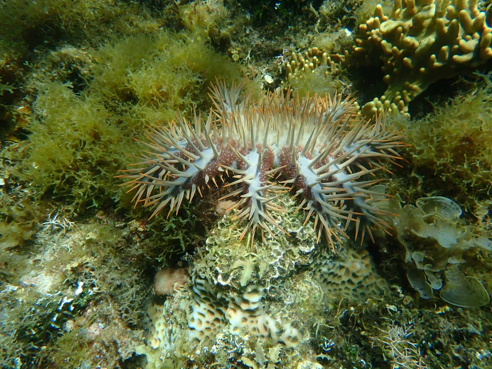 Species 3